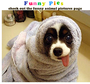 funny animal picture